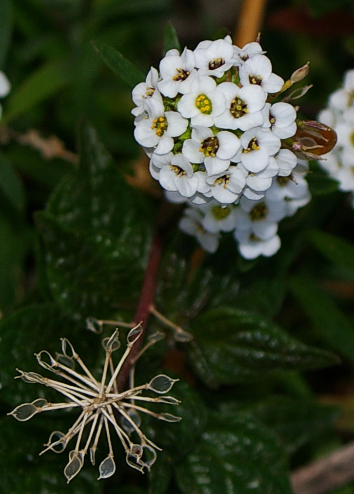 Teucrium fruticansLunaria annuaLavandula stoechas eLobularia